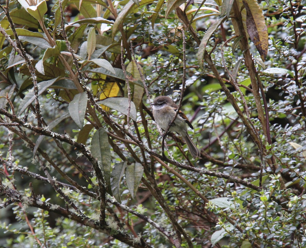 White-throated Tyrannulet - Desmond Allen