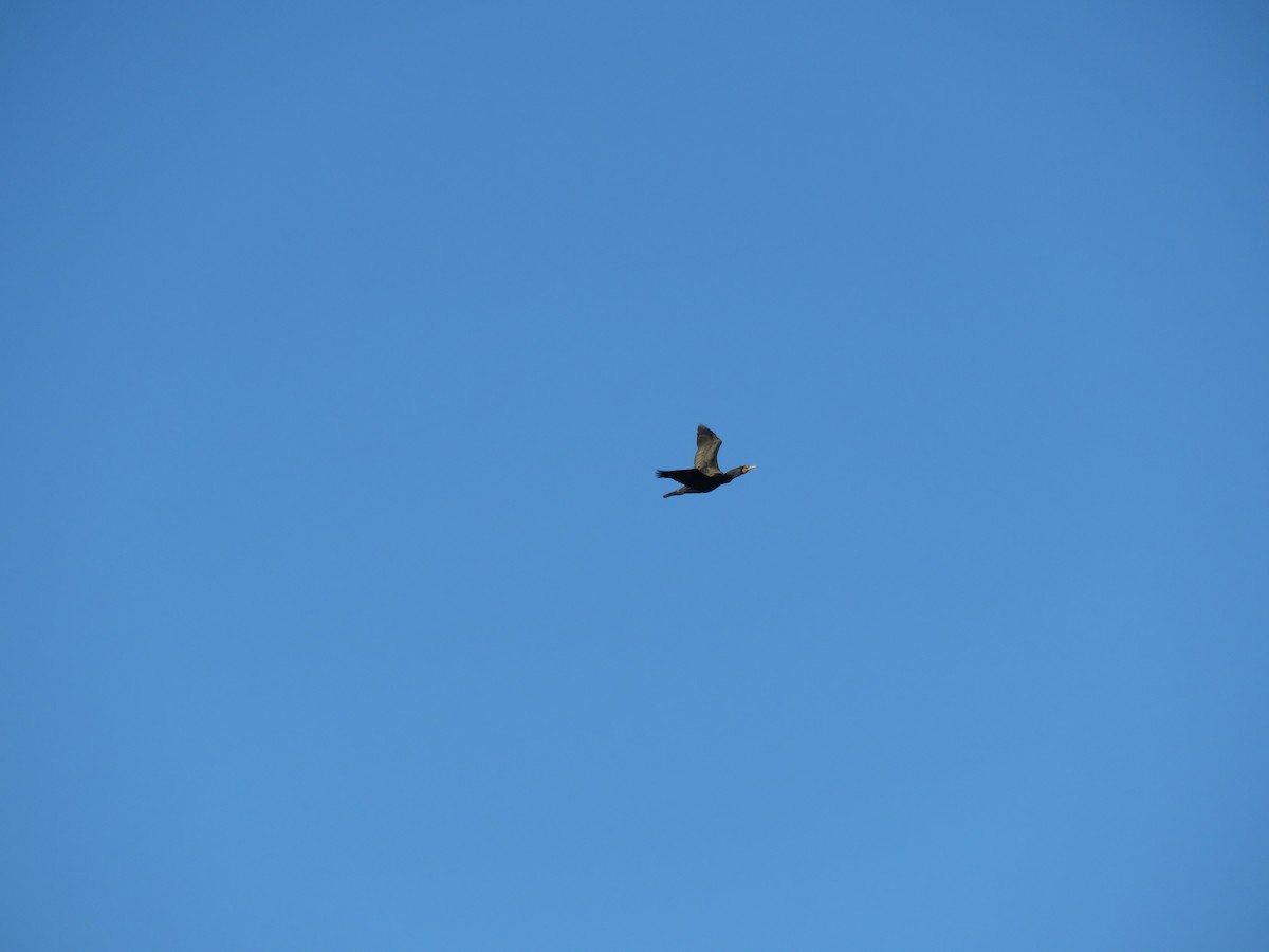 Double-crested Cormorant - ML618076065