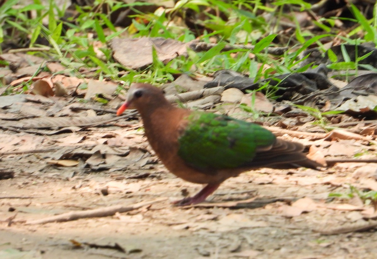 Asian Emerald Dove - tina shangloo