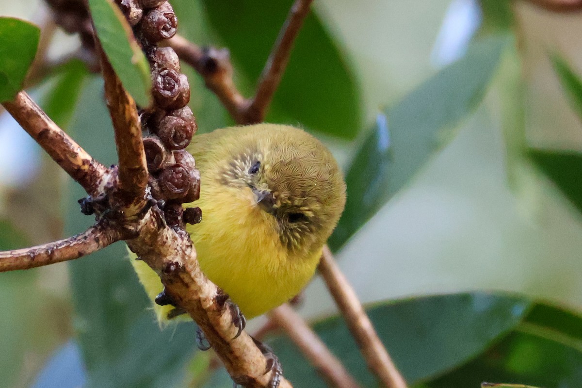 Yellow Thornbill - ML618076091