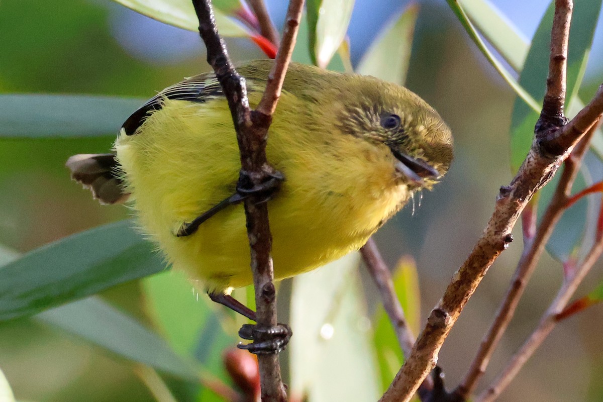 Yellow Thornbill - Sonia Boughton