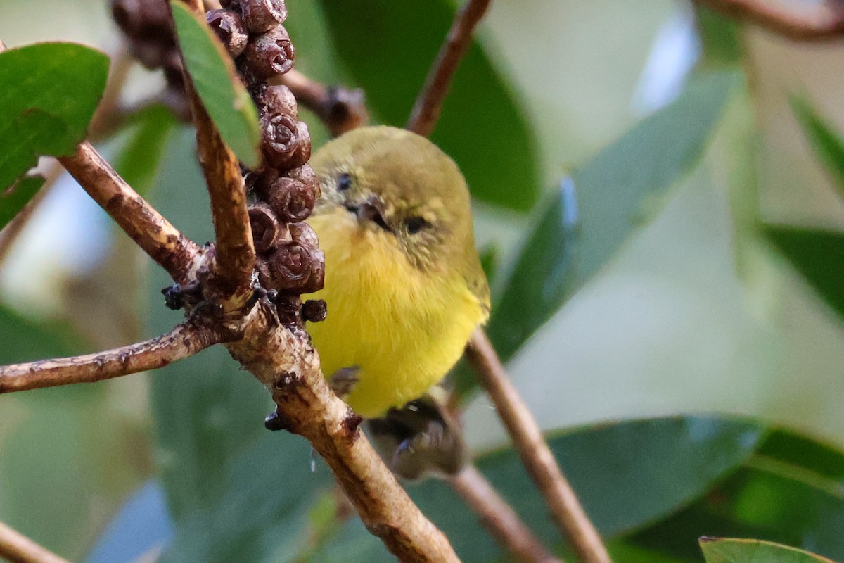 Yellow Thornbill - ML618076094