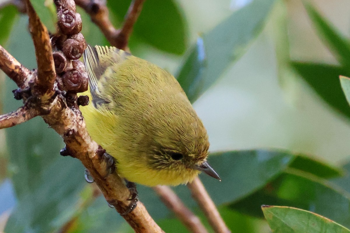 Yellow Thornbill - ML618076103