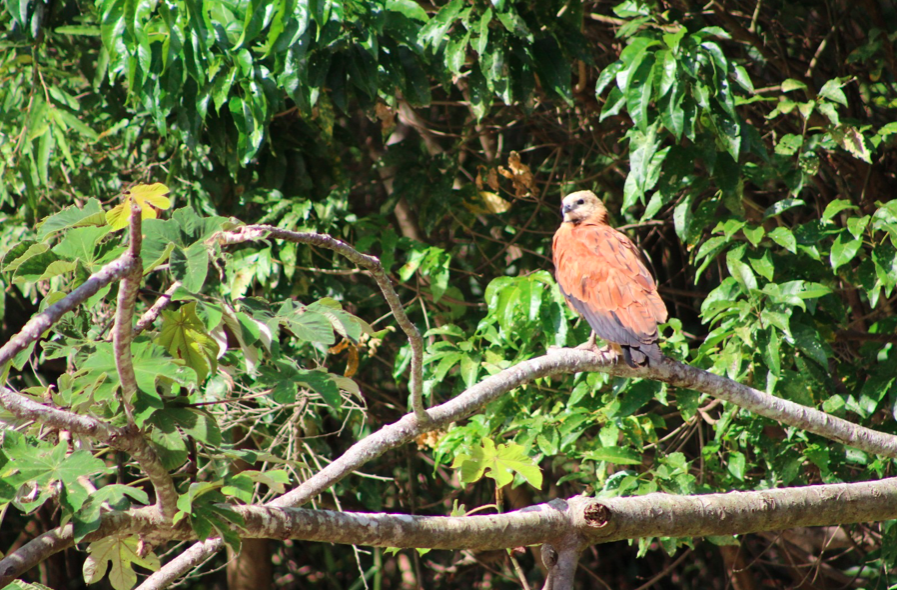 Black-collared Hawk - ML618076108