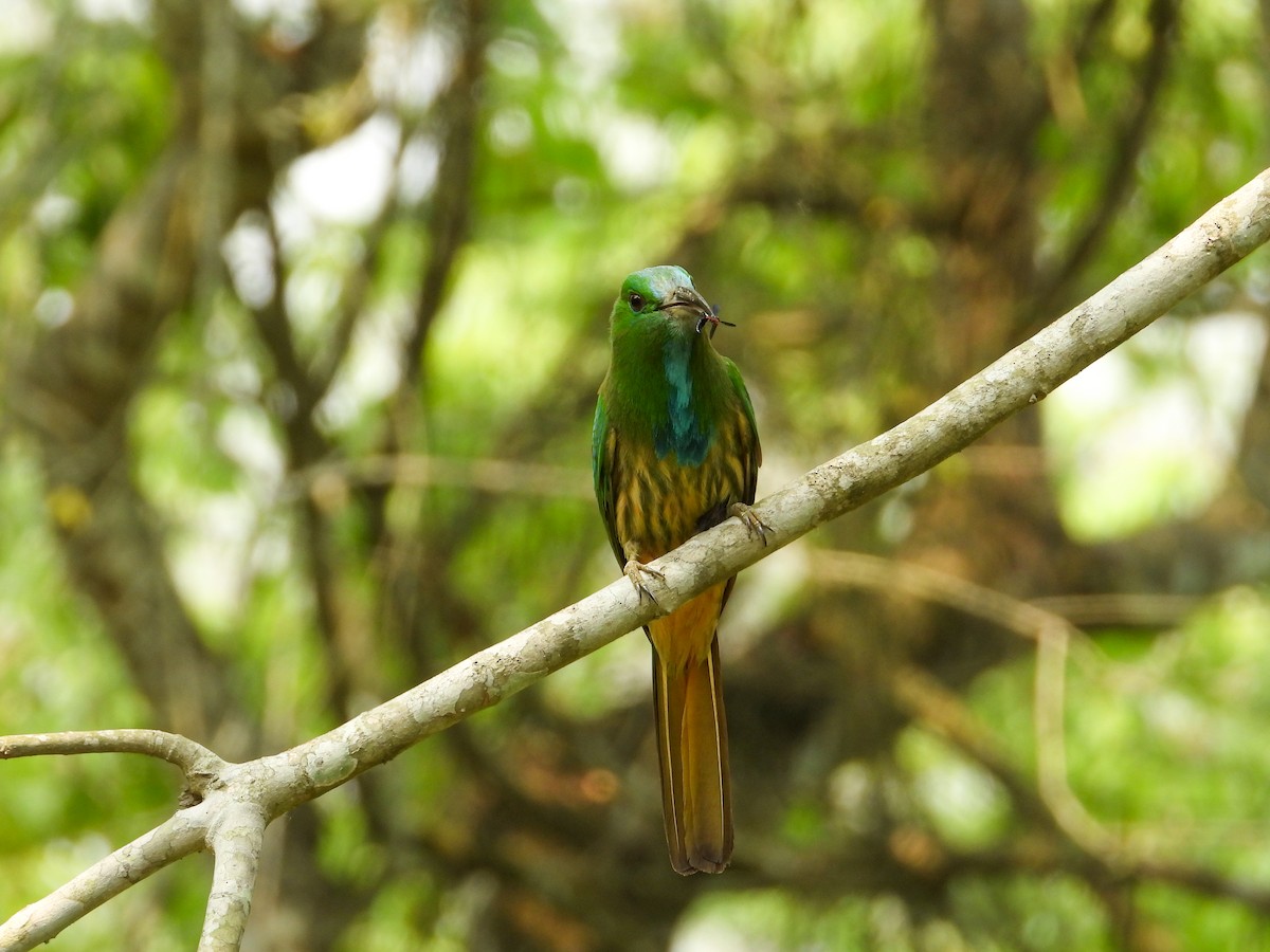 Blue-bearded Bee-eater - tina shangloo