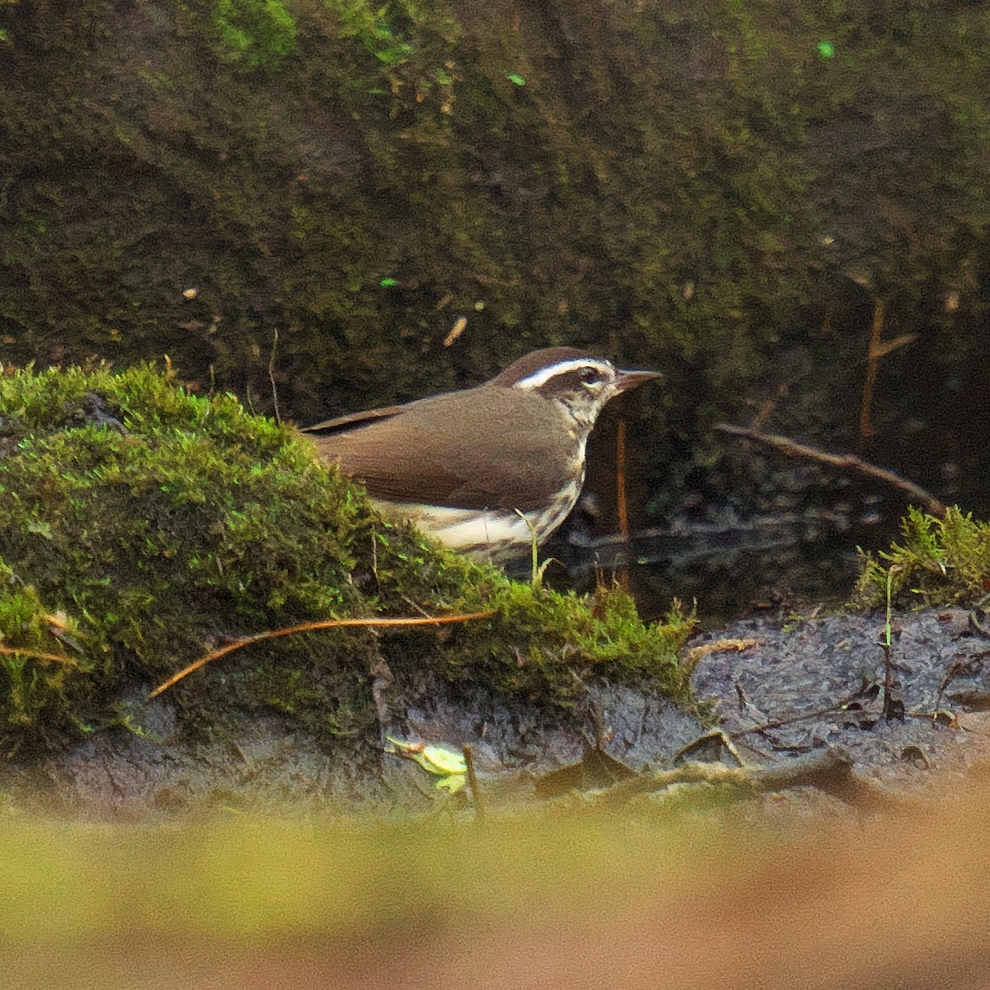 Louisiana Waterthrush - Beth McGrath