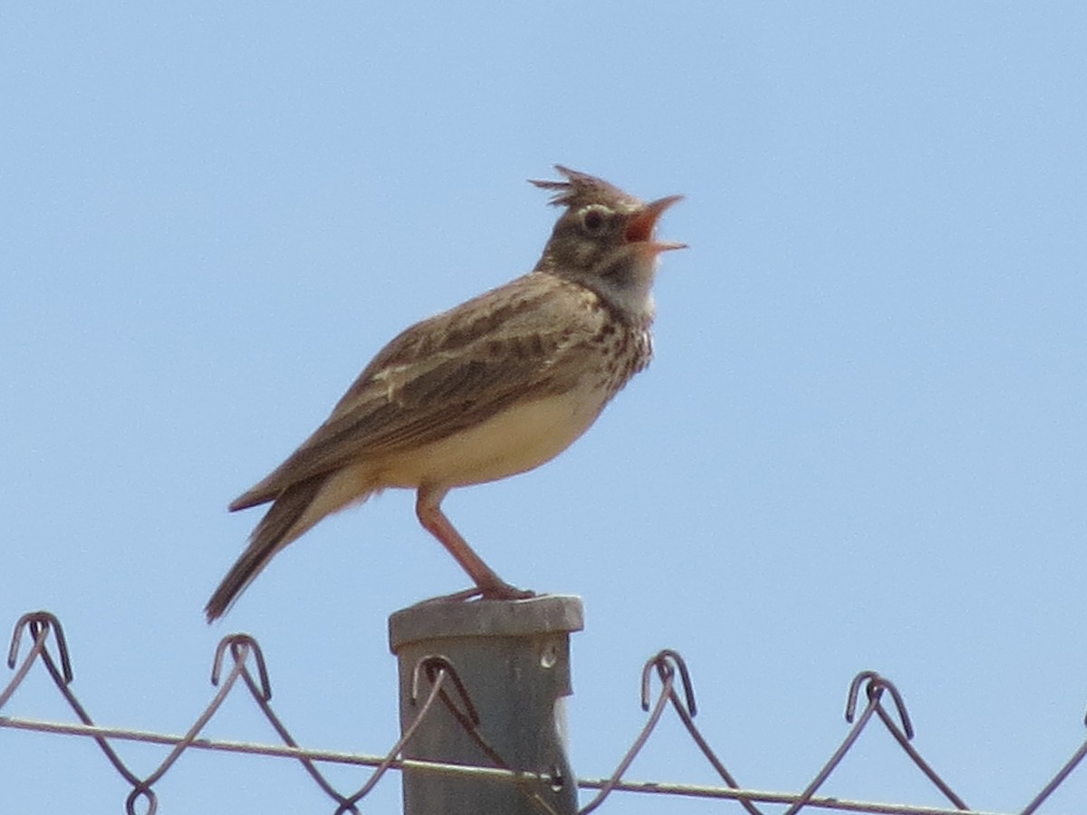 Thekla's Lark - Gregorio Chaguaceda Tomás