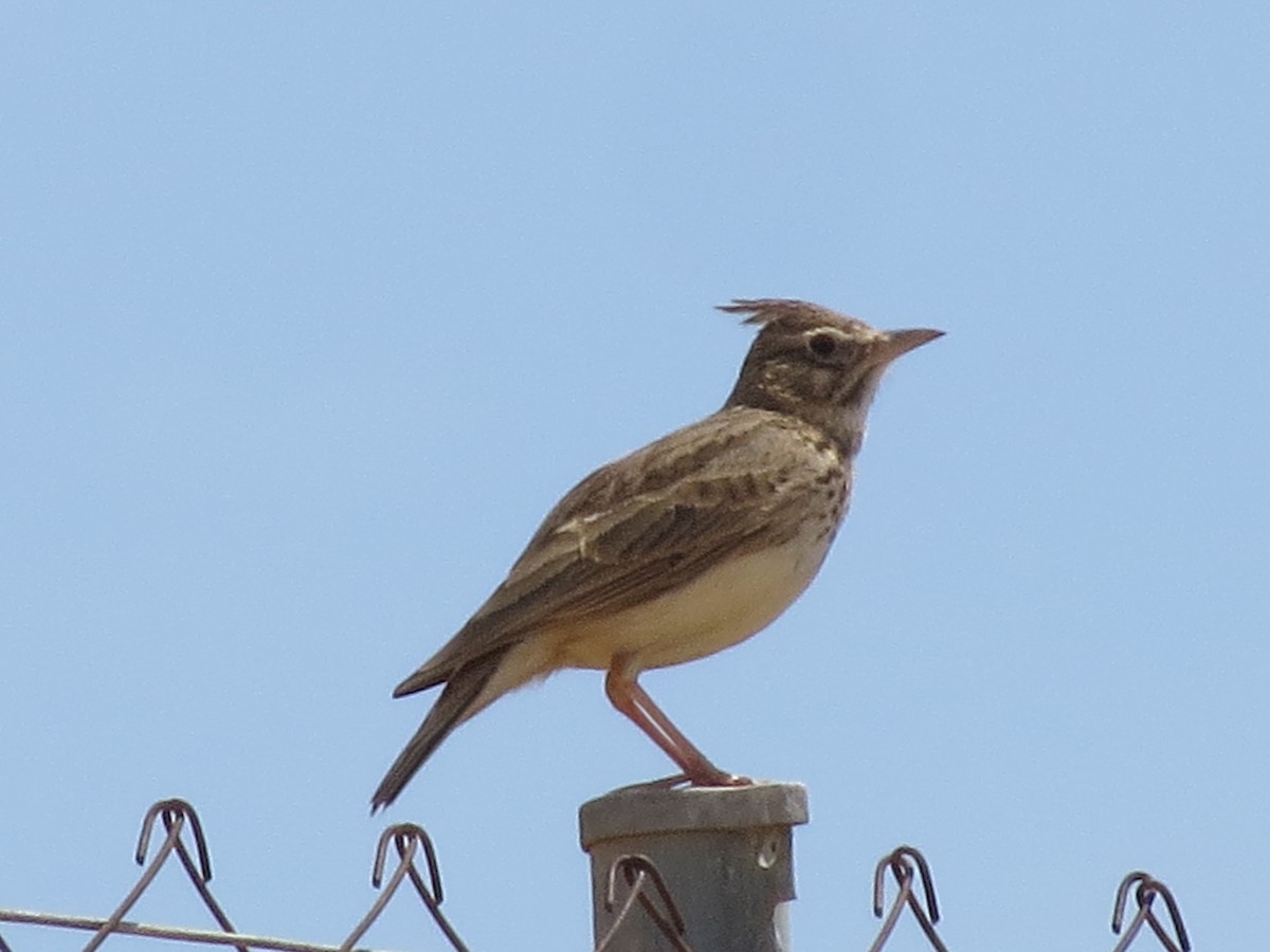 Thekla's Lark - Gregorio Chaguaceda Tomás