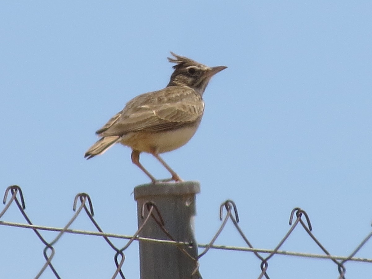 Thekla's Lark - Gregorio Chaguaceda Tomás