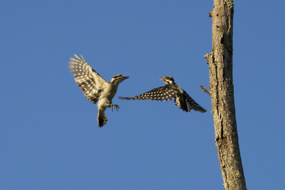 Downy Woodpecker - Harumi Umi