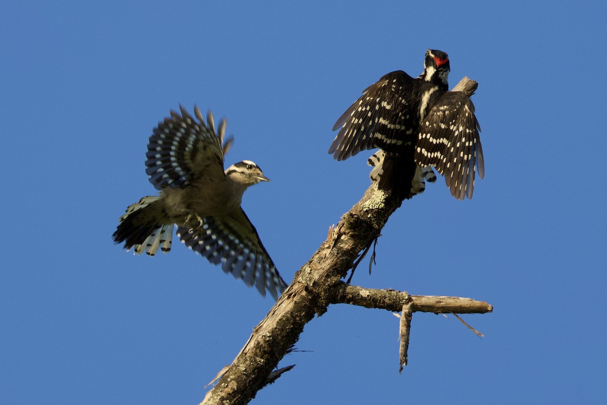 Downy Woodpecker - Harumi Umi