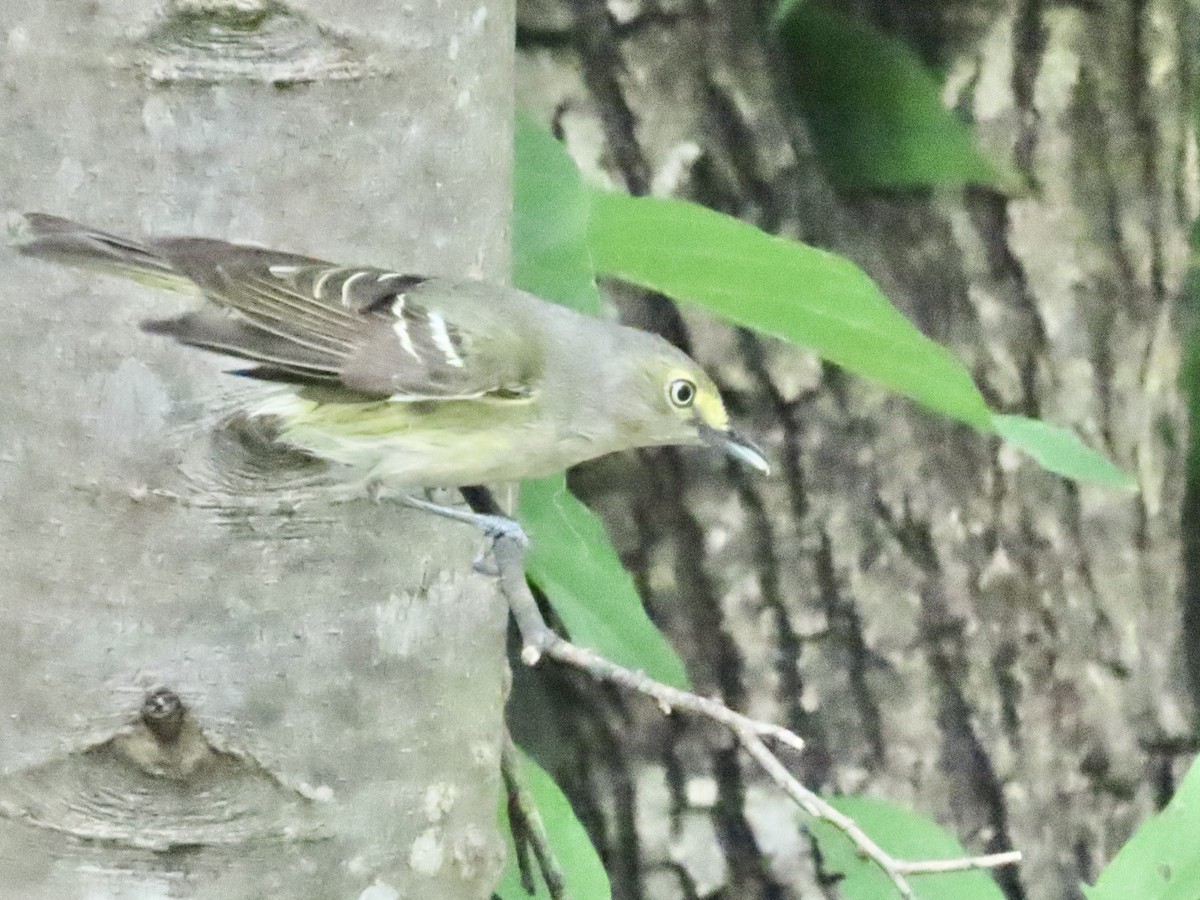 White-eyed Vireo - ML618076213