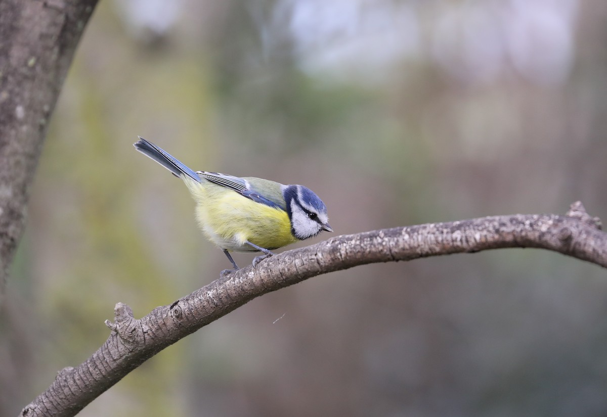 Eurasian Blue Tit - Thomas Galewski