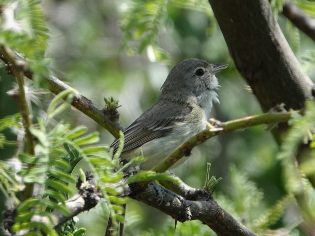 Bell's Vireo - Robin Oxley 🦉