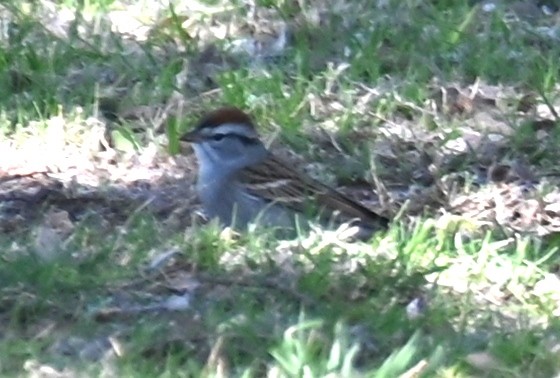 Chipping Sparrow - ML618076238