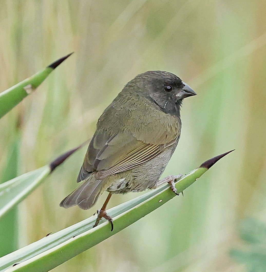 Black-faced Grassquit - Maciej  Kotlarski