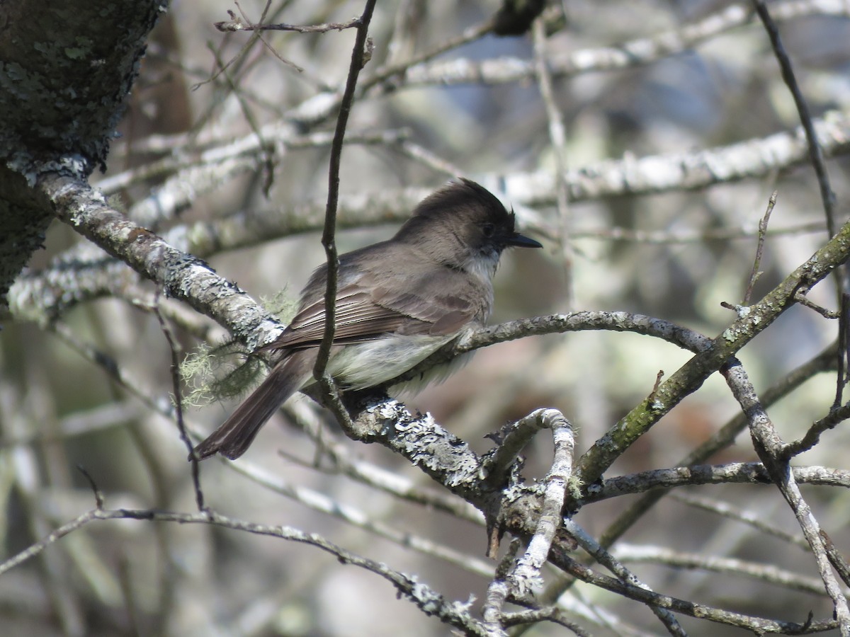 Eastern Phoebe - ML618076271