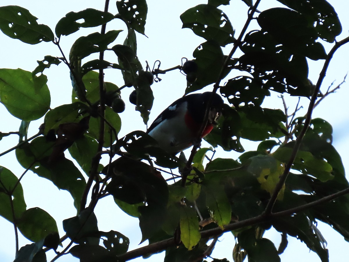 Rose-breasted Grosbeak - ML618076277