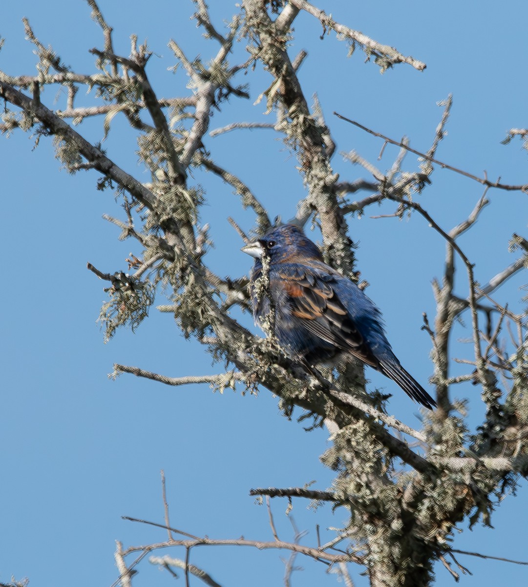 Blue Grosbeak - ML618076281