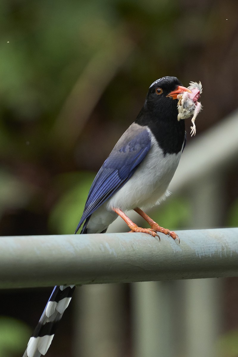 Red-billed Blue-Magpie - ML618076292