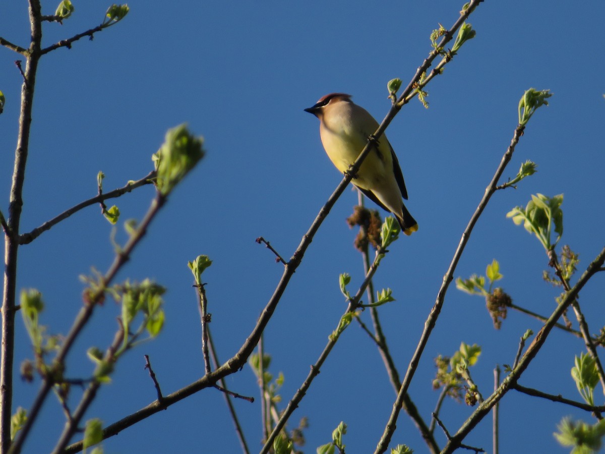 Cedar Waxwing - Ellen Lawler