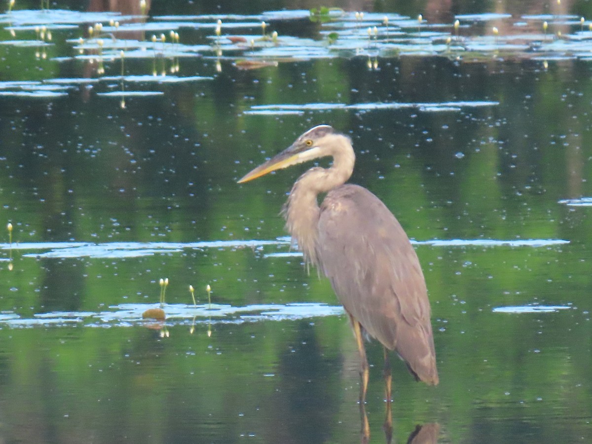 Great Blue Heron - ML618076303