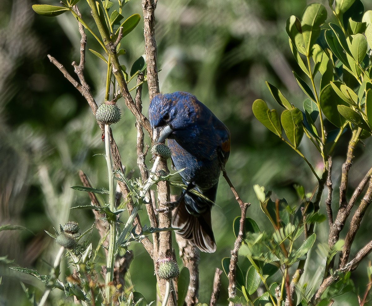 Blue Grosbeak - ML618076311