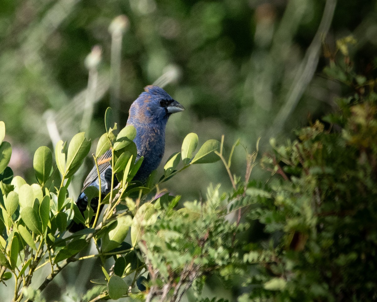 Blue Grosbeak - Holly McCoy