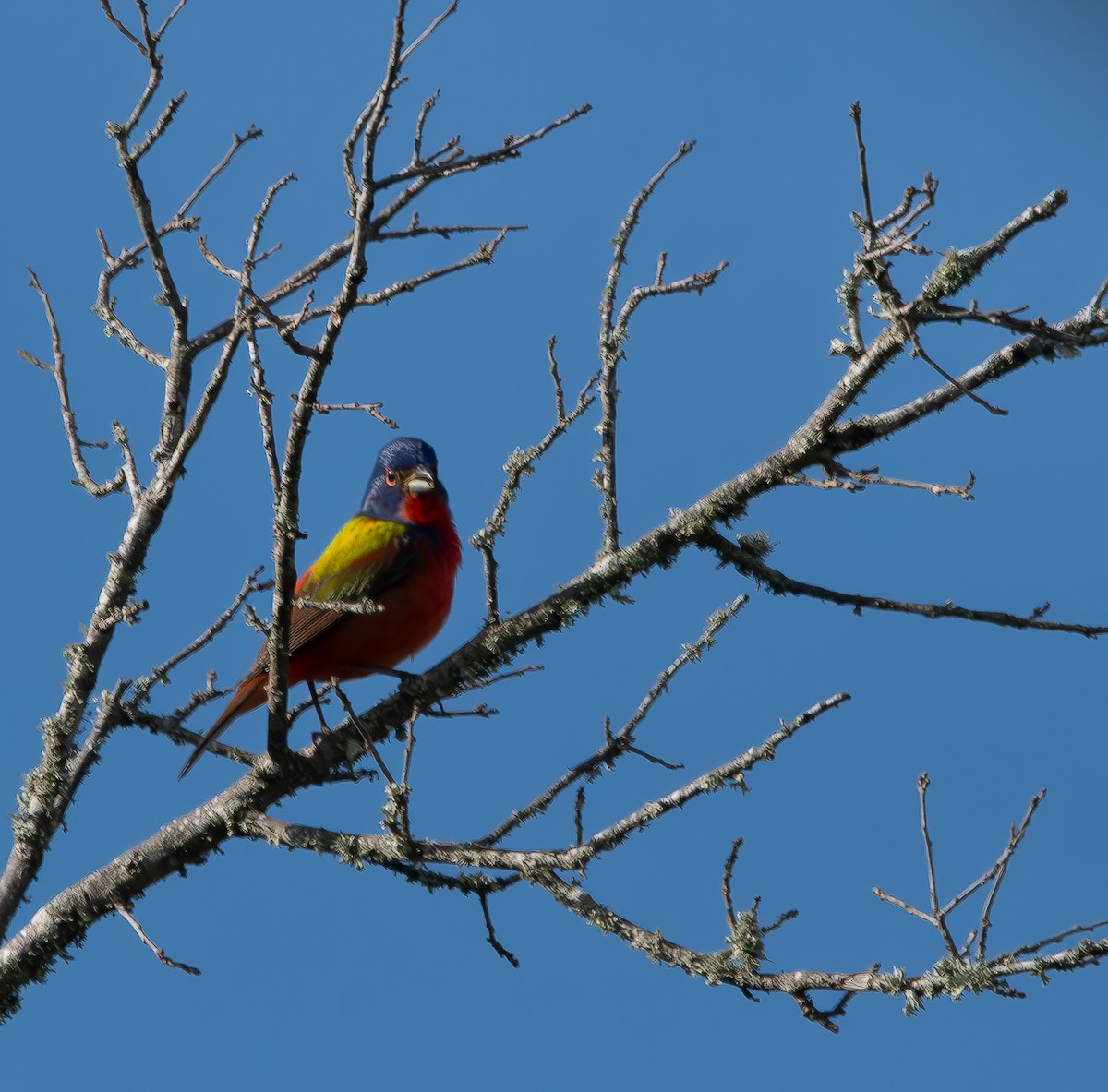 Painted Bunting - ML618076339