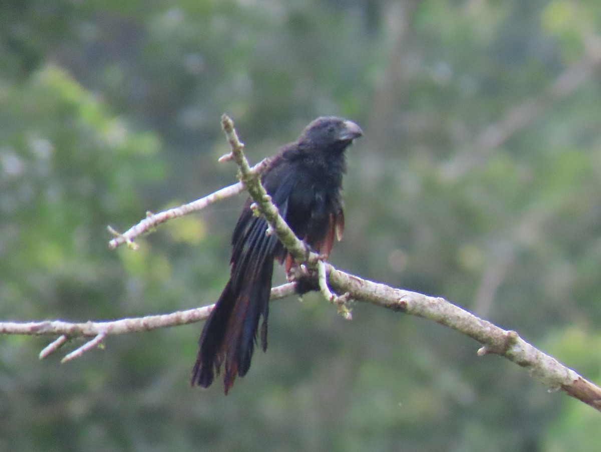 Groove-billed Ani - Stephen Younger