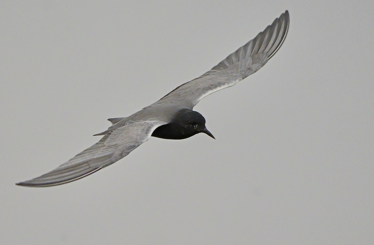 Black Tern - ML618076347