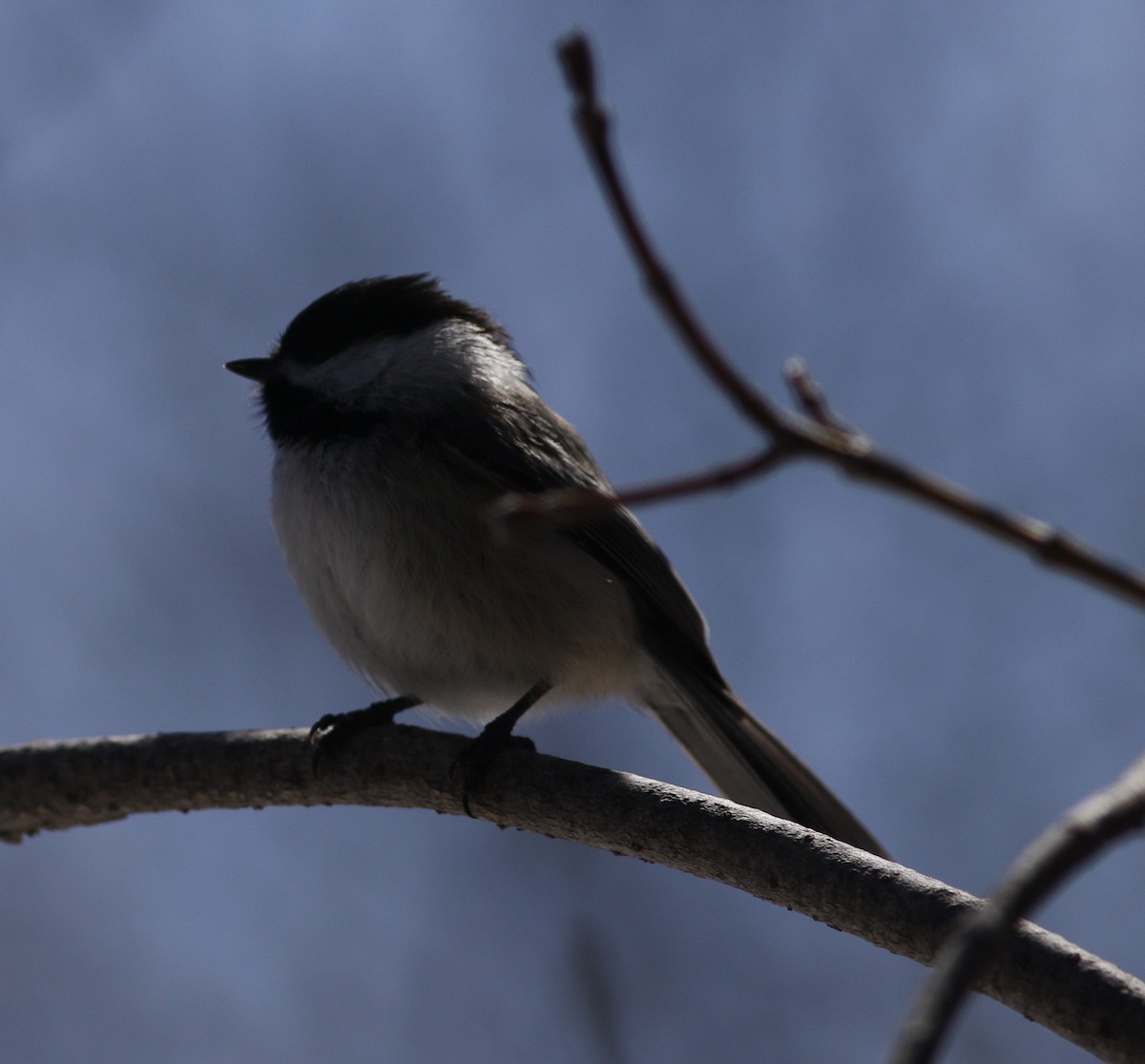 Mésange à tête noire - ML618076366
