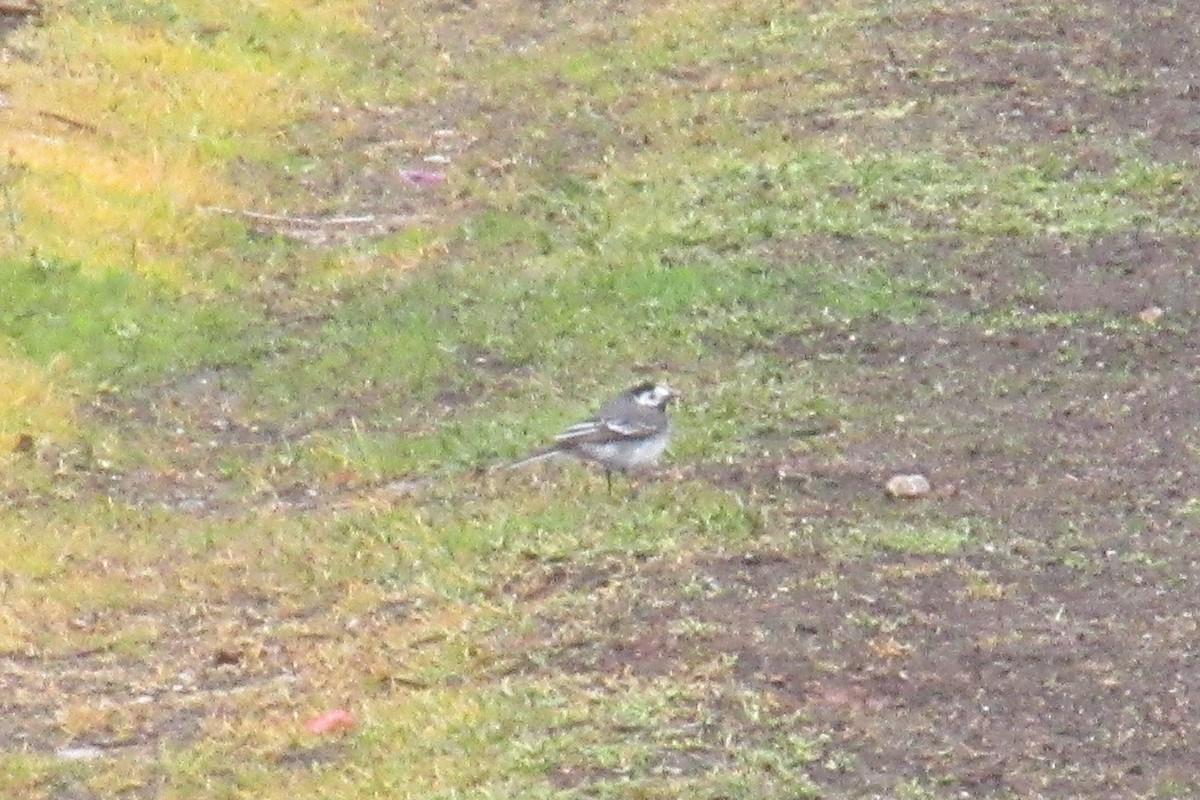 White Wagtail (White-faced) - ML618076378