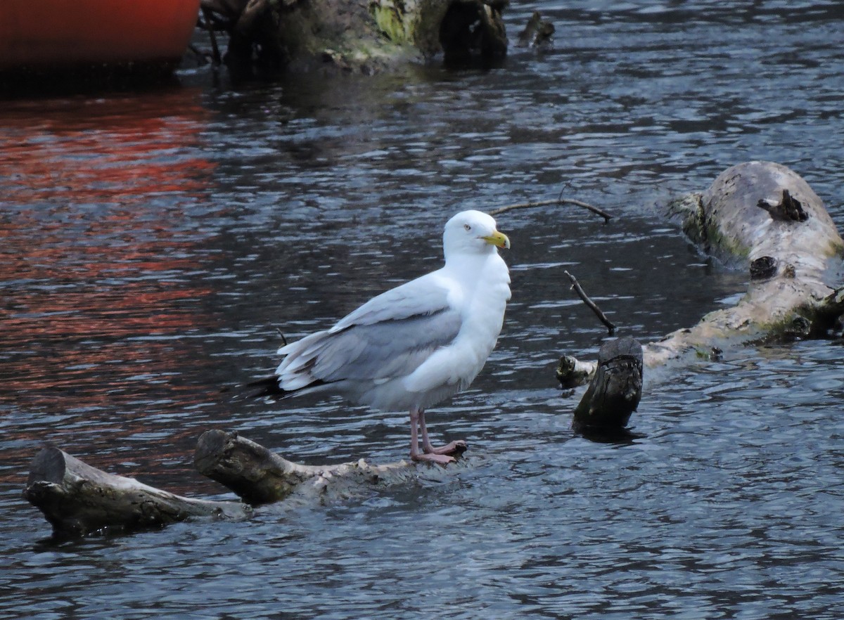 Herring Gull - Eric Michael