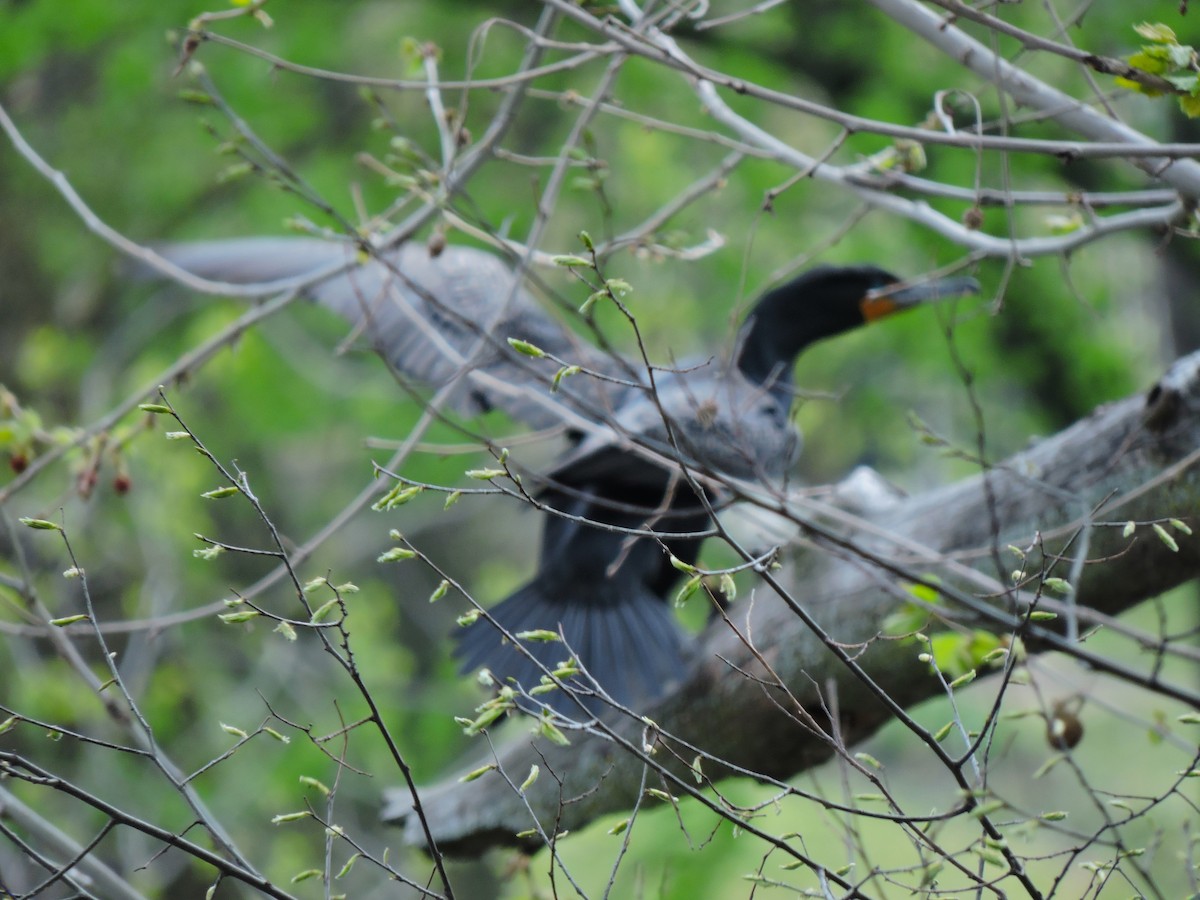 Double-crested Cormorant - ML618076403