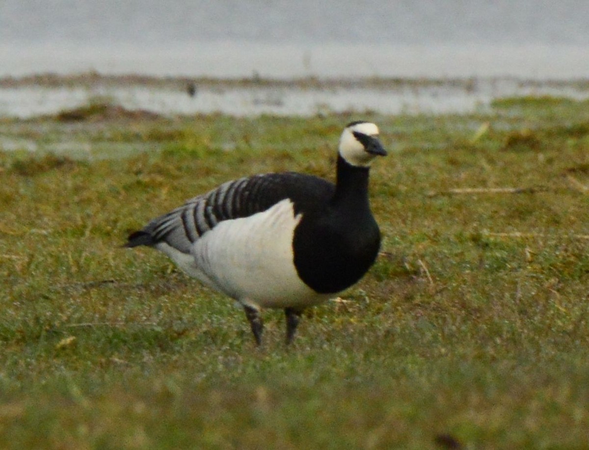 Barnacle Goose - Anonymous