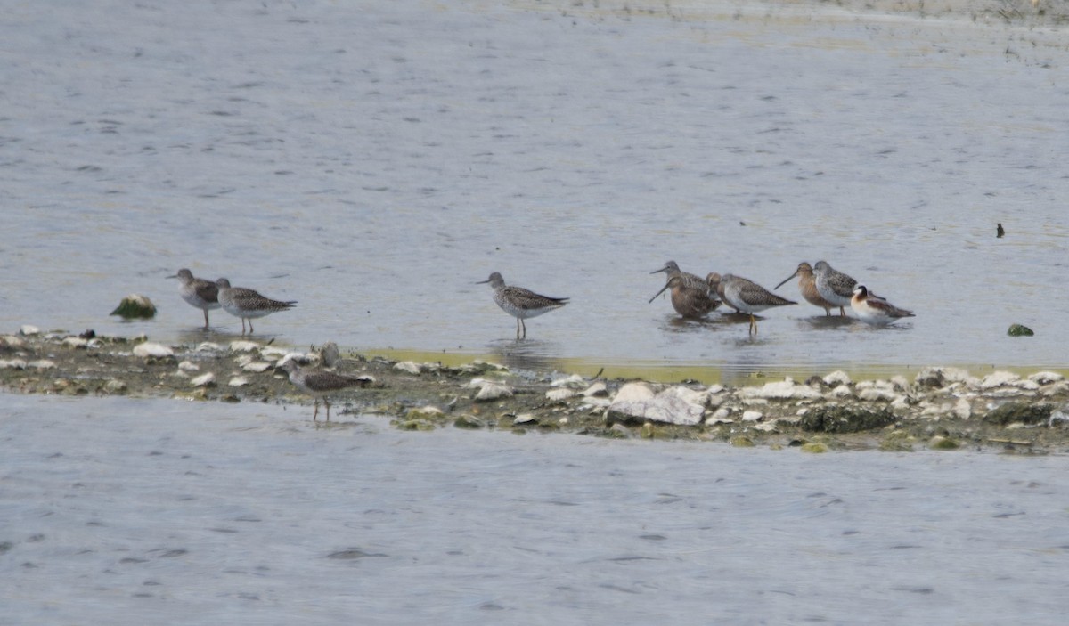 Lesser Yellowlegs - ML618076430