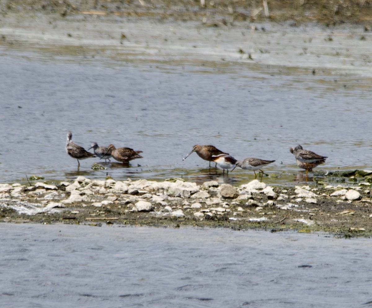 Lesser Yellowlegs - ML618076431