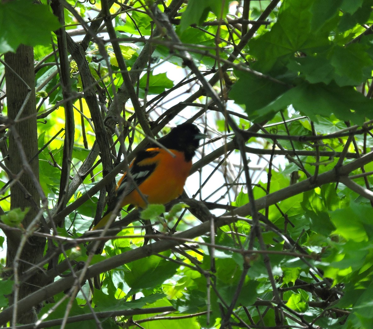 Baltimore Oriole - ML618076438