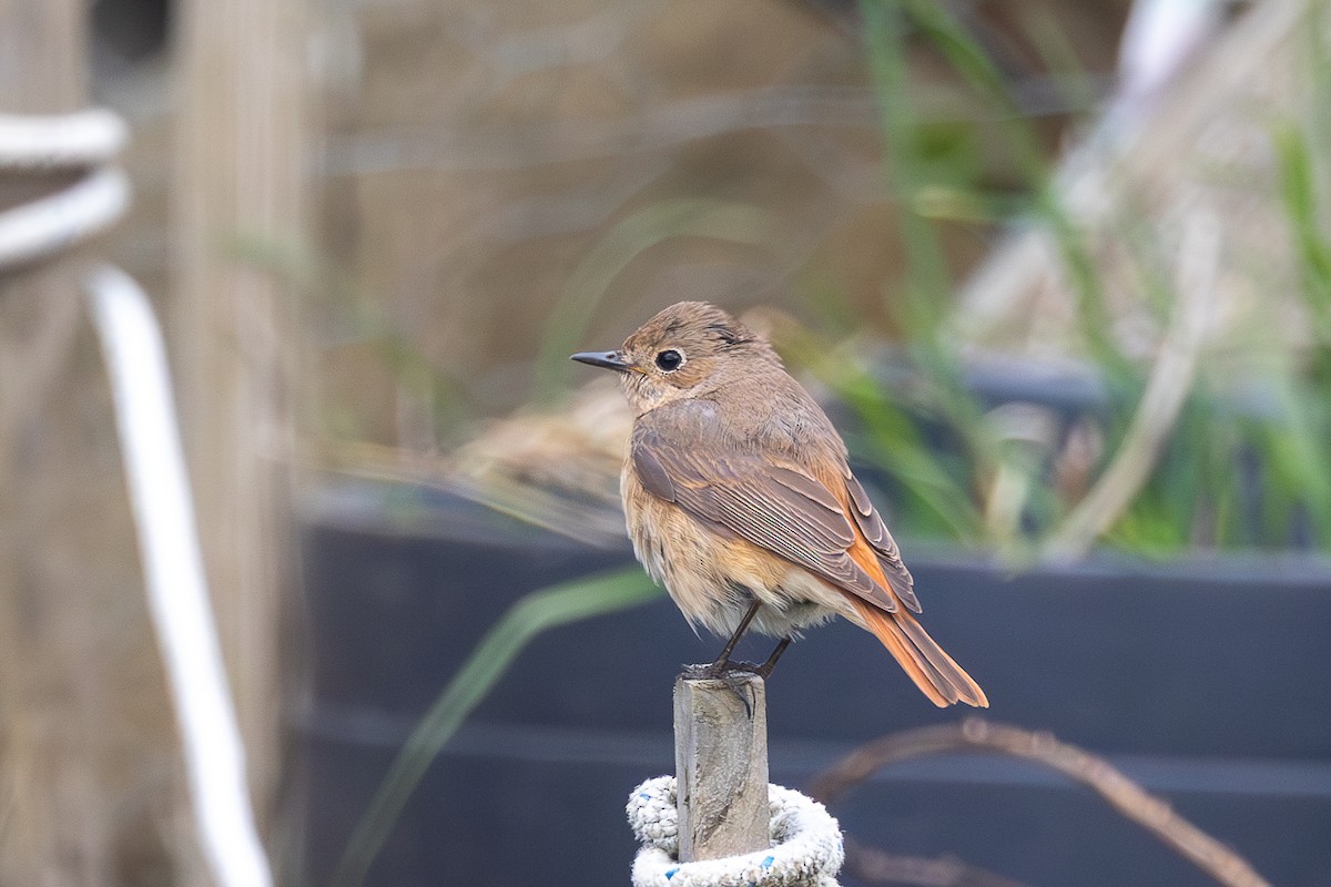 Common Redstart - ML618076440