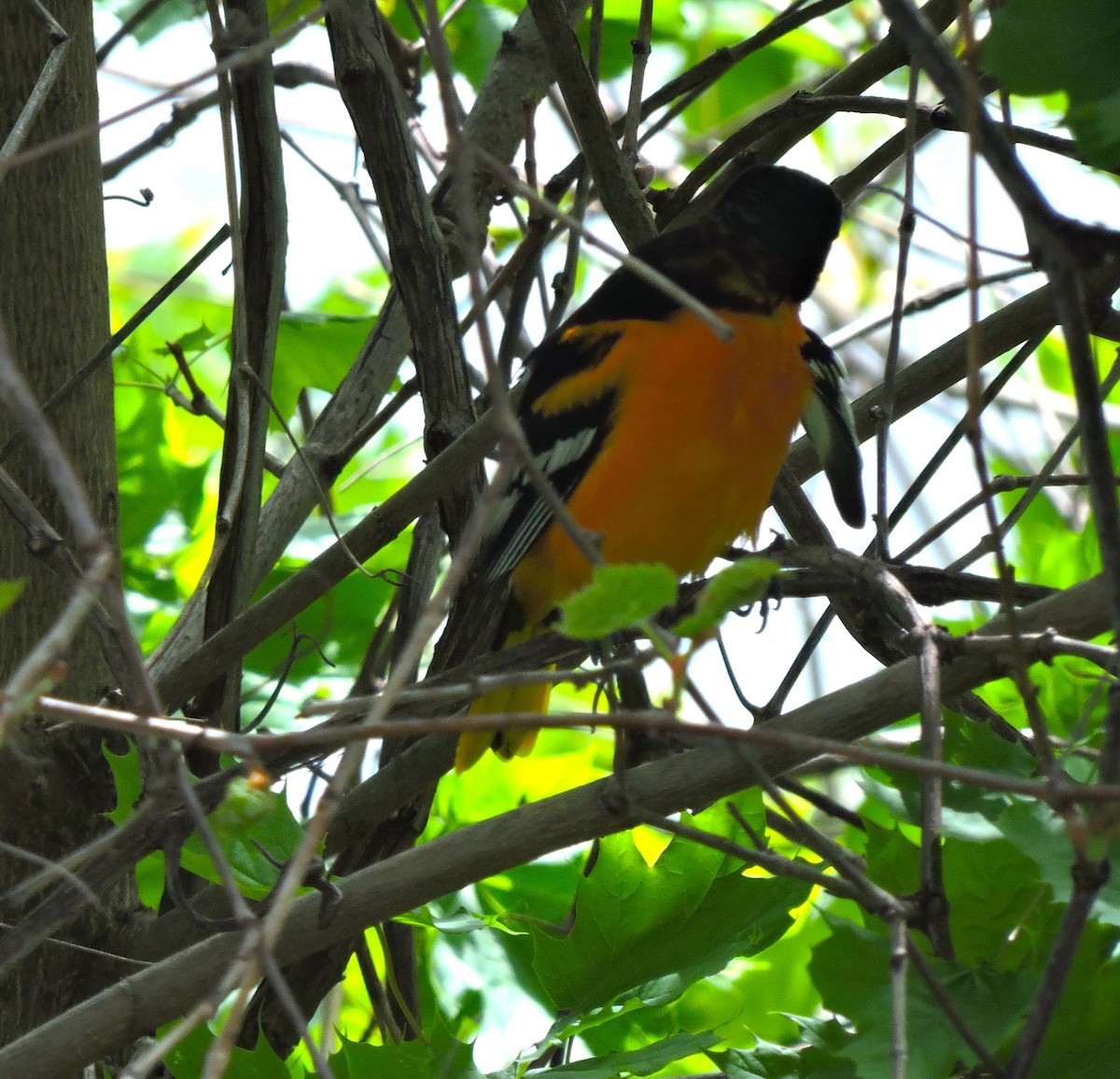 Baltimore Oriole - Eric Michael