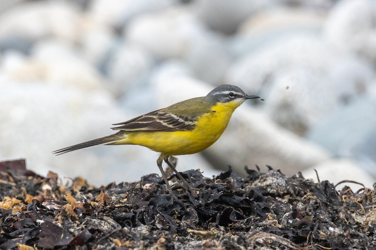 Western Yellow Wagtail (flava/beema) - ML618076446