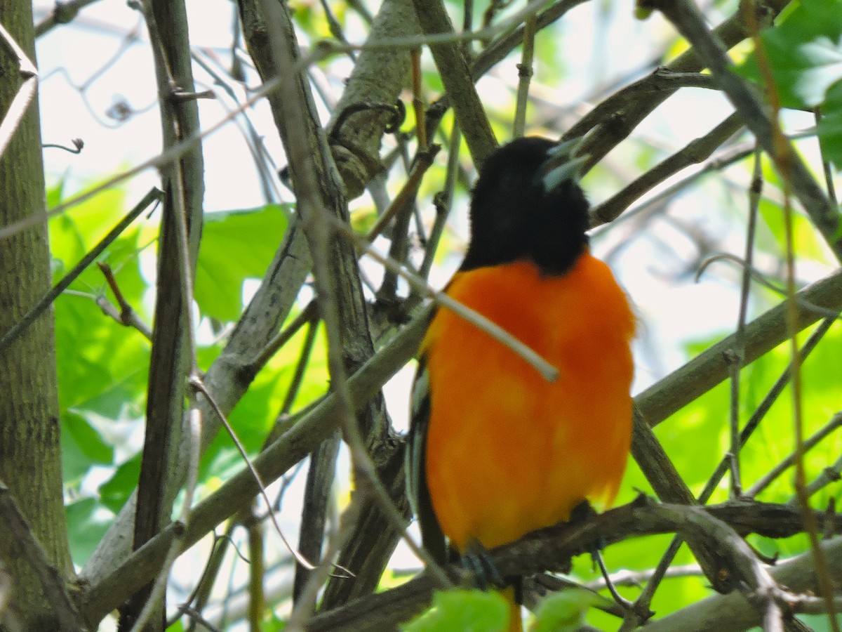 Baltimore Oriole - ML618076447