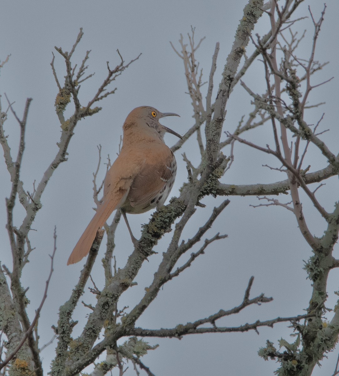 Long-billed Thrasher - ML618076457