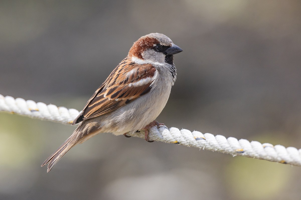 House Sparrow - ML618076469