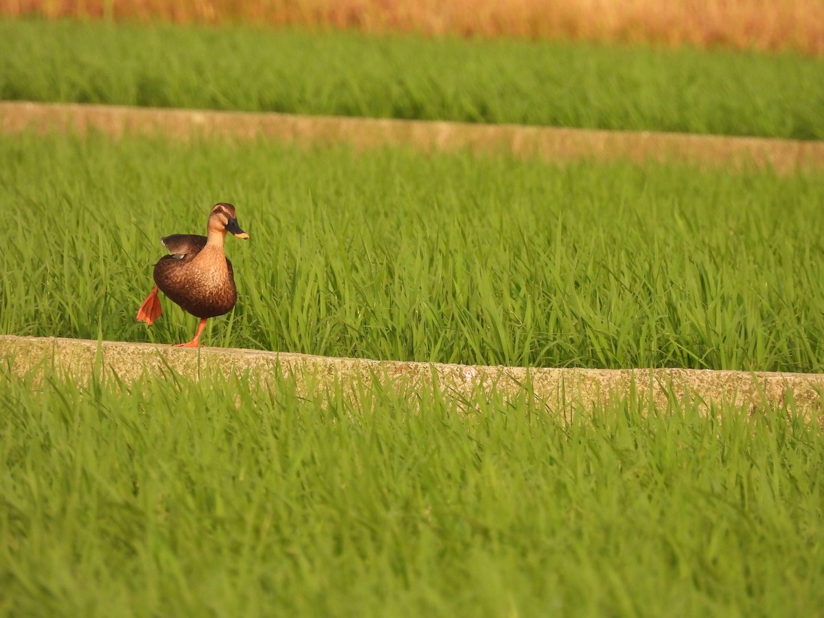 Eastern Spot-billed Duck - 丼手丼腳 超派鐵拳🥘