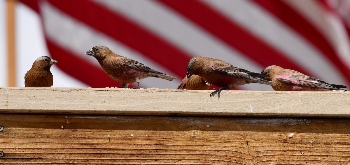 Brown-capped Rosy-Finch - Kristen Cart