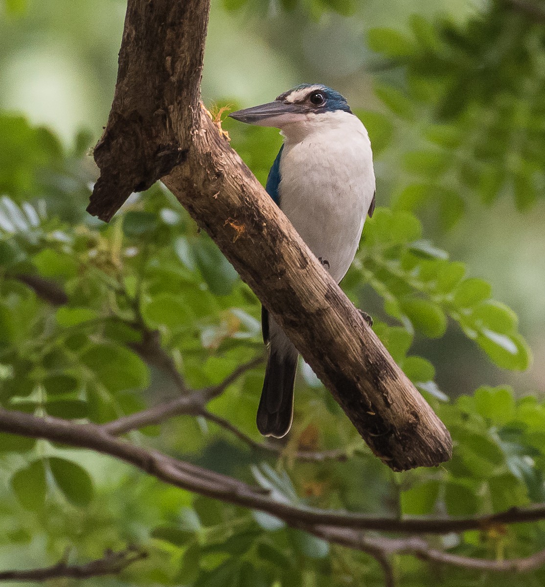 Collared Kingfisher - ML618076527