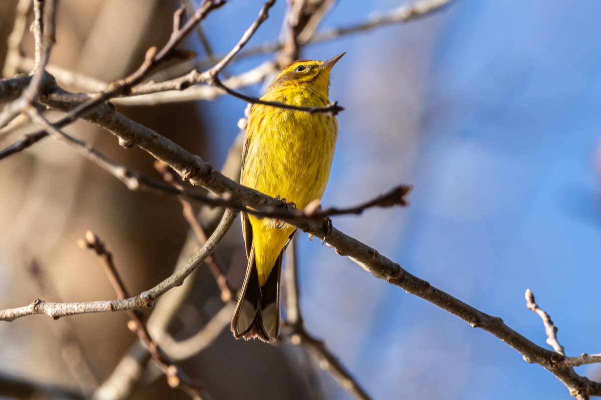 Palm Warbler - Edward  Muennich