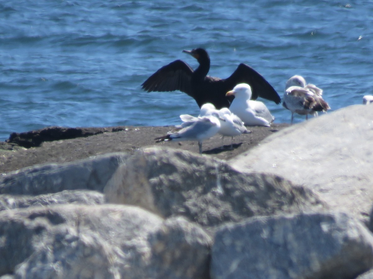 Ring-billed Gull - ML618076545